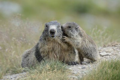 Jacques Blanc - Parc national du Mercantour