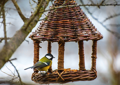 Atelier Vannerie Sauvage : réalisez votre mangeoire pour oiseaux_Tende