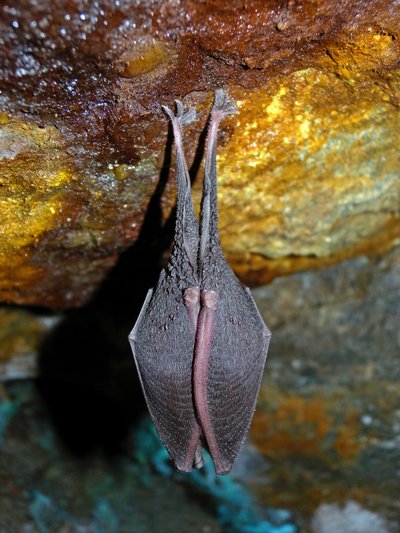 Apéro-Chiro et Film sur les Chauve-Souris_Tende
