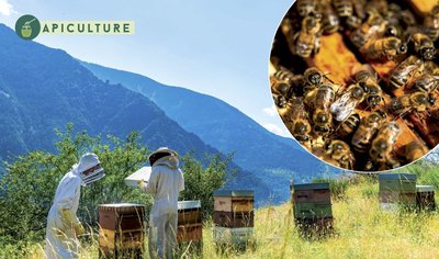 Apiculture – Dans ma ruche_Saint-Étienne-de-Tinée