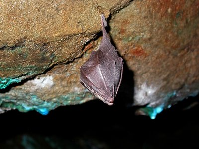 Atlas de la biodiversité communale d’Isola - Nuit de la chauve-souris._Isola