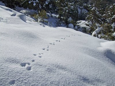 Empreintes, indices de présences_Rimplas