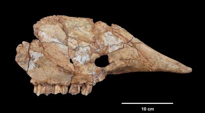 maxillaire d’aurochs (Bos primigenius) provenant de la grotte préhistorique du Lazaret à Nice