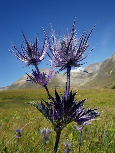 Reine des Alpes
