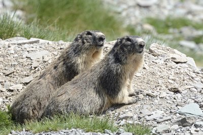 Marmottes