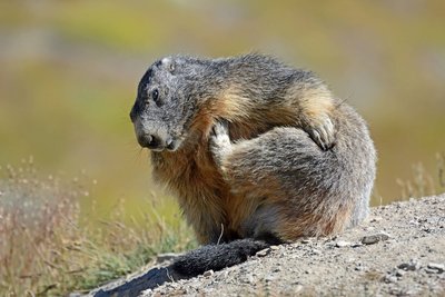 Apéro raclette avec les marmottes._Saint-Étienne-de-Tinée