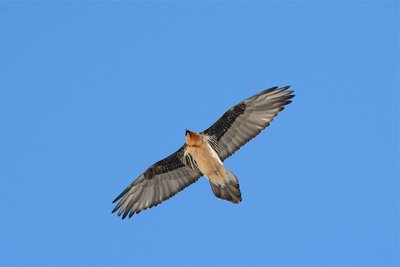 Les vautours : venez découvrir les géants des airs._Saint-Étienne-de-Tinée