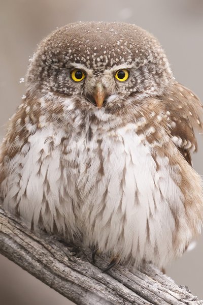 Rencontre avec le photographe animalier Cédric Robion_Saint-Étienne-de-Tinée