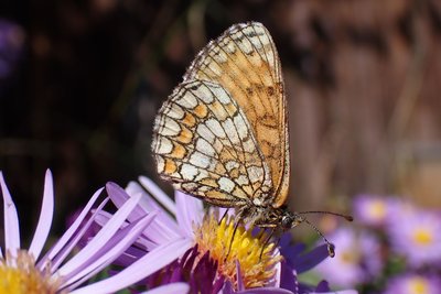 Atelier créatif pour découvrir les papillons_Saint-Étienne-de-Tinée