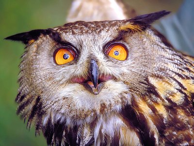 Hibou grand duc