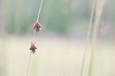 Les abeilles sauvages_Entraunes