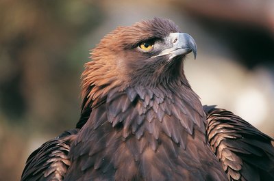 Découverte des rapaces de la Tinée._Rimplas
