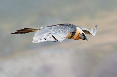 Gypaète barbu, le retour dans les Alpes du sud._Saint-Étienne-de-Tinée