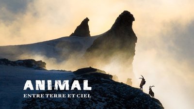 ANIMAL, entre Ciel et Terre