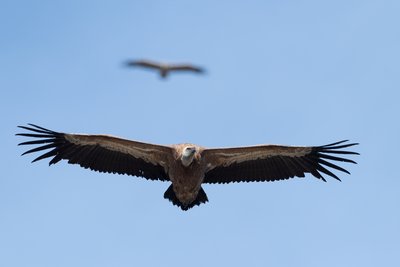 Vautour fauve adulte (Gyps fulvus) en vol.