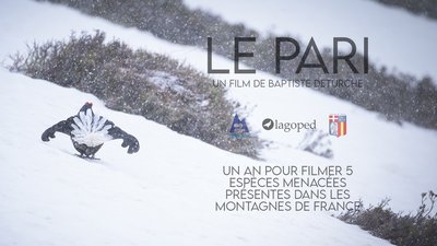 Parade du Tétras-lyre