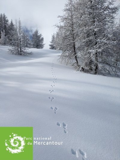 Traces de lièvre variable