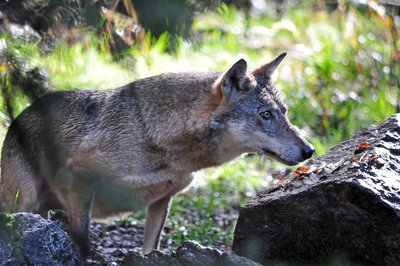 À la découverte du loup._Saint-Étienne-de-Tinée