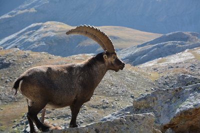 Bouquetin des Alpes