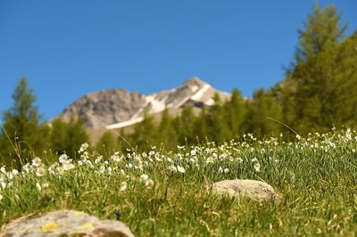 Fleurs ordinaires et extra-ordinaires_Valdeblore