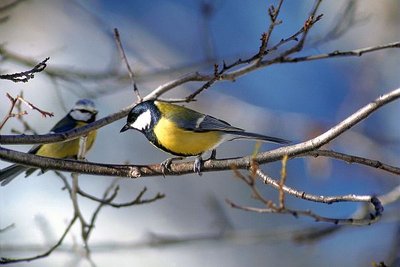 Les oiseaux de mon village_Belvédère