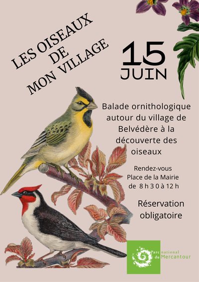Les oiseaux de mon village_Belvédère