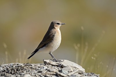 Les oiseaux de l'Authion, d'alpages en forêt_Moulinet