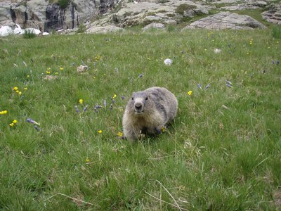 Marmotte à Fontanalbe