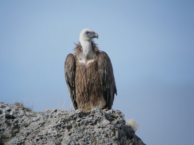 Observation des Vautours de l'Authion_Moulinet