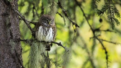 Premières Loges : film sensible sur les chouettes de montagne et les autres habitants des vieilles forêts_Tende