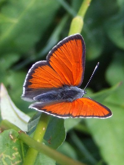 Découverte des papillons au jardin et fabrication d'eau florale_Tende