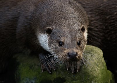 La loutre… en toute intimité !_Tende