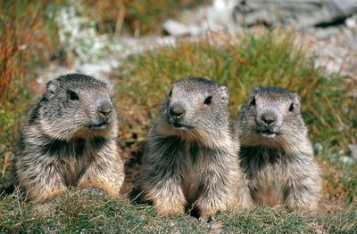 Le clan des marmottes : film en refuge_Tende