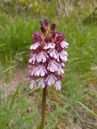 Orchis purpurea