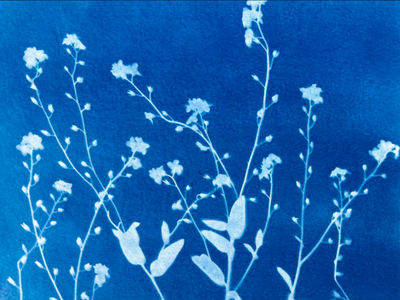 Atelier_cyanotypes