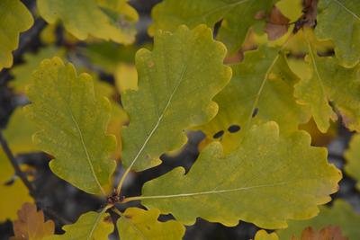 Animation feuilles vagabondes