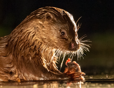 Soirée ciné nature "La Loutre, en toute intimité"
