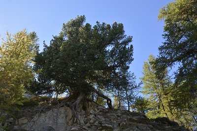 Vieux pin cembro (Pinus cembra). Dans le vallon de Bouchiers à saint Paul sur Ubaye.