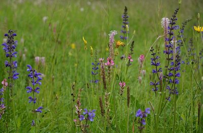 Prairie fleurie de l'étage montagnard avec de nombreuses espèces : sauge (Salvia), saintfoin (Ononbrychis), plantain [...]