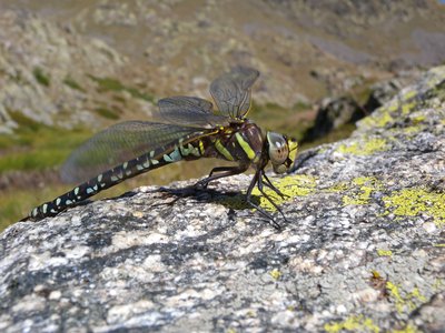 Découverte de la biodiversité du golf de Barcelonnette_Barcelonnette