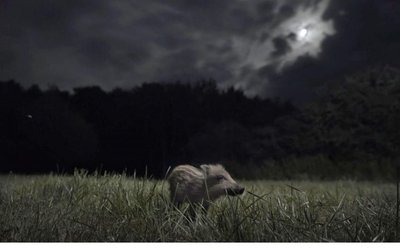 La Nuit des Animaux