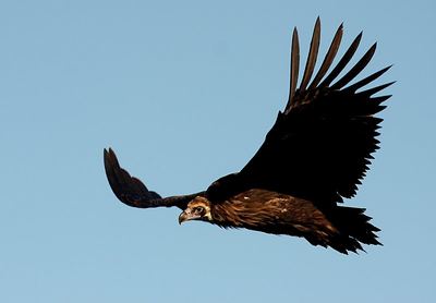 rapace