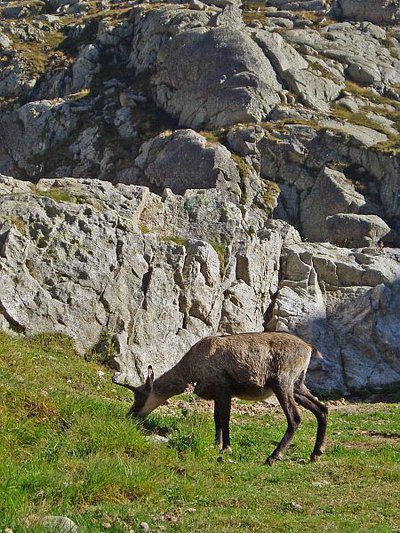 Chamois (Rupicapra rupicapra) près du refuge de Nice en Gordolasque à la fin de l'été