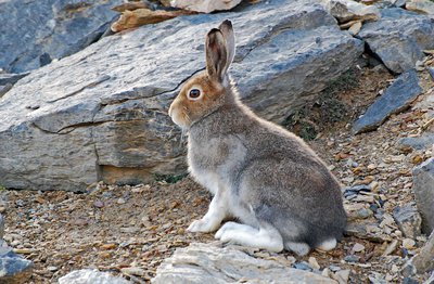 Un lièvre variable en livrée estivale, début octobre. Très discret, il est pourtant présent dans l'ensemble du Parc