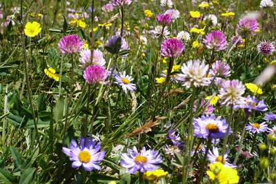 Portion de prairie fleurie