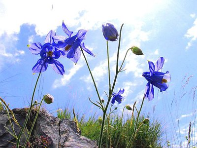 Un petit groupe d'ancolies de Bertolini, (Aquilegia bertolonii), en contre-jour et en contre-plongée. Moyenne-Tinée