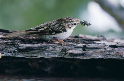 Grimpereau des bois (Certhia familiaris) posé sur une vieille branche, avec de la nourriture dans le bec.