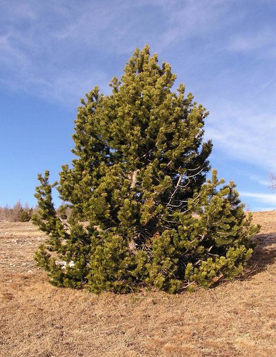 Pin à crochets, (Pinus uncinata) dans les Alpes de Haute-Provence