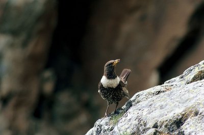 Merle à plastron (Turdus torquatus)