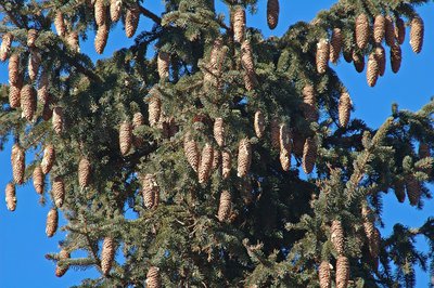 Branches d'épicéa avec cônes, (Picea abies ou Picea excelsa)